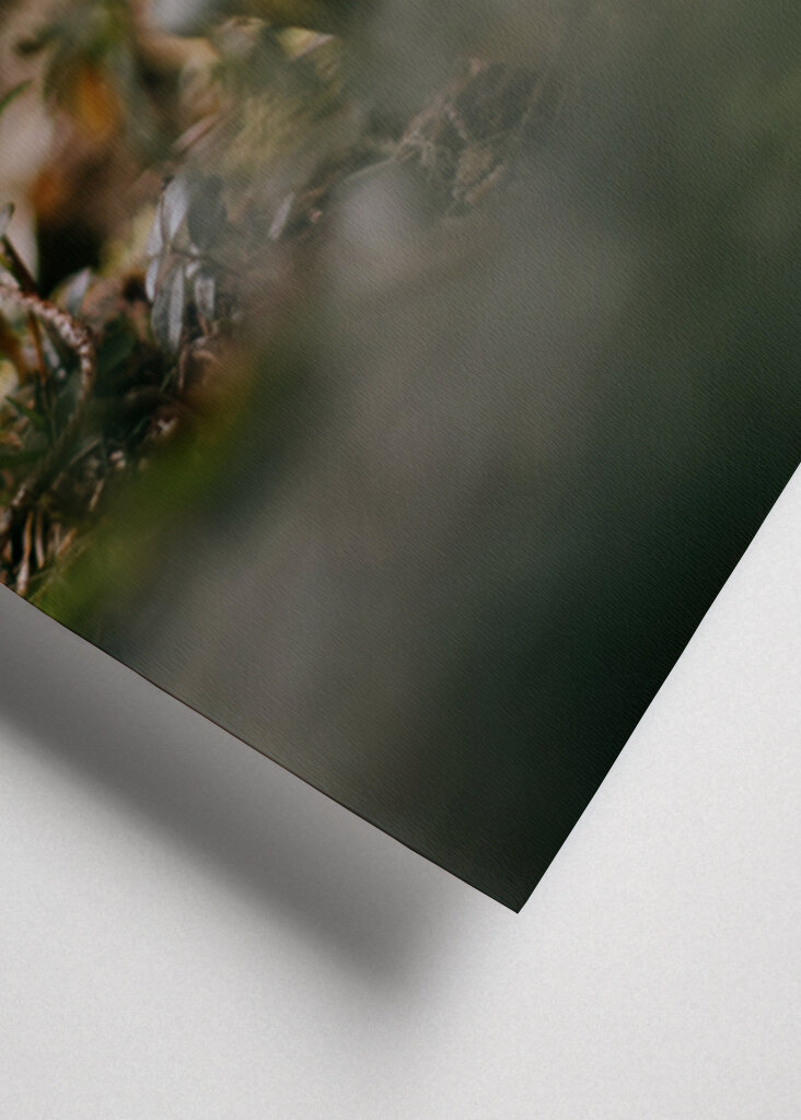 Helleborus i motljus