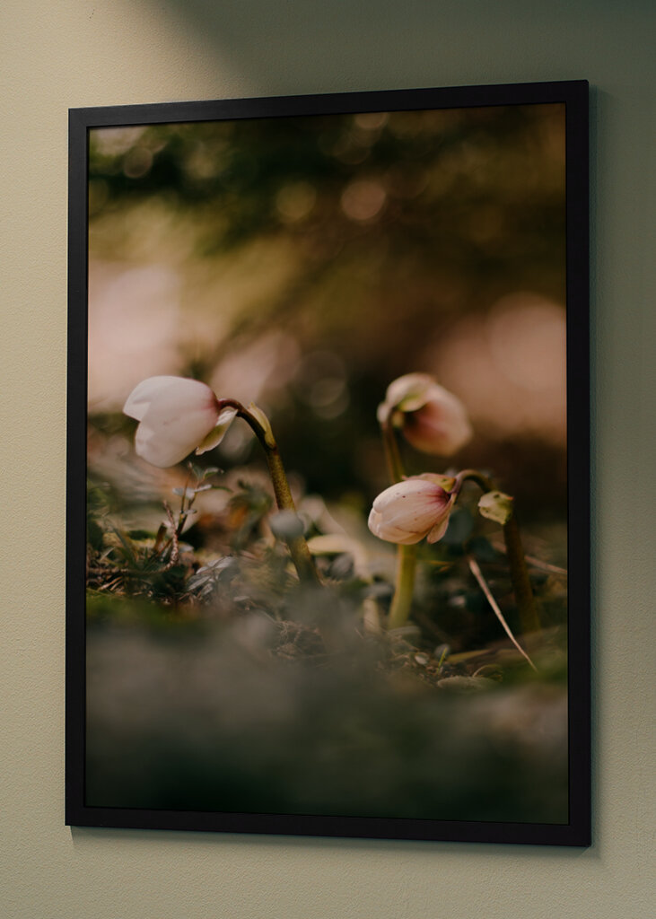 Helleborus i motljus