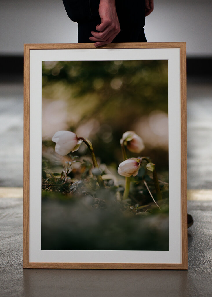 Helleborus i motljus