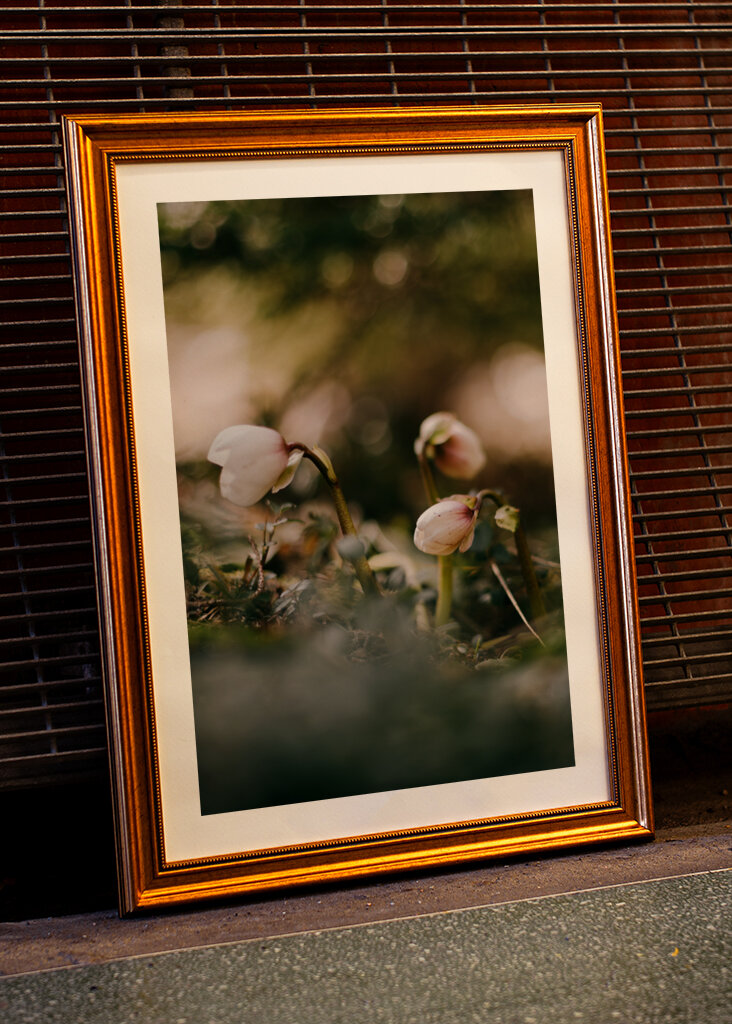 Helleborus i motljus