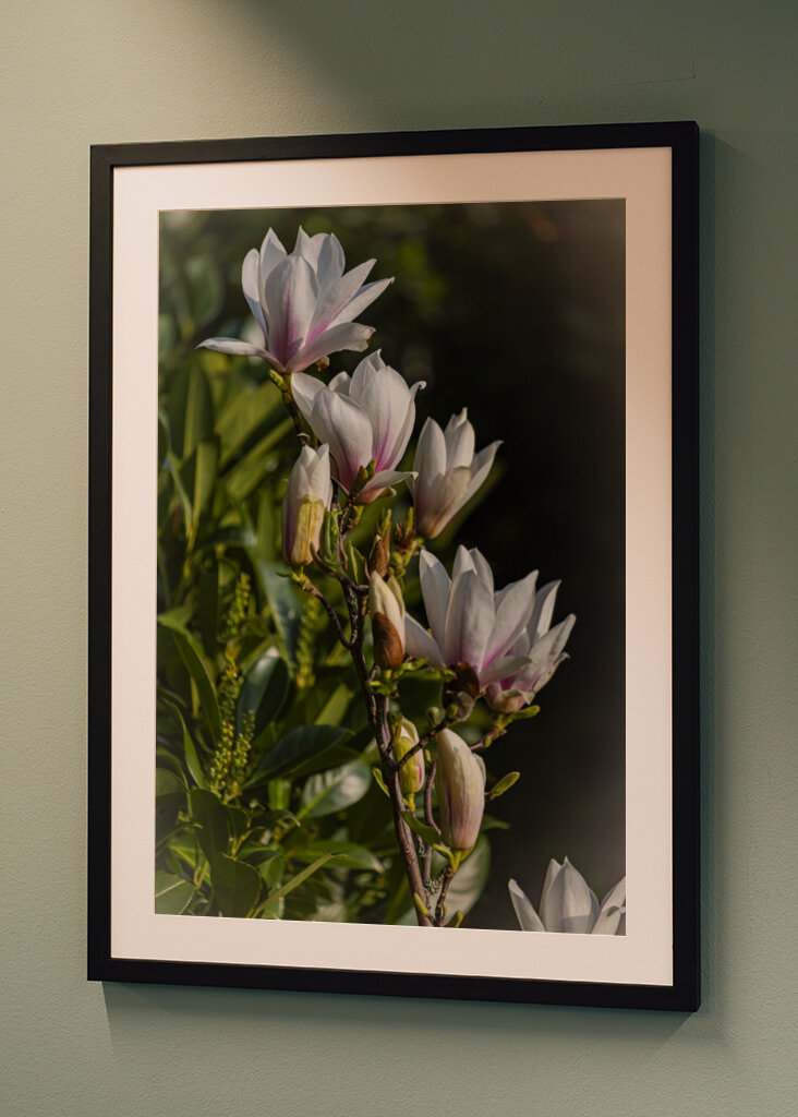 Magnolia - queen of spring