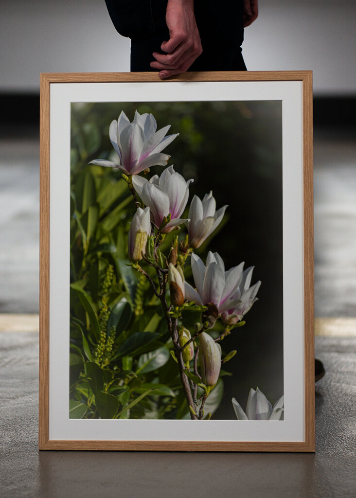 Magnolia - queen of spring