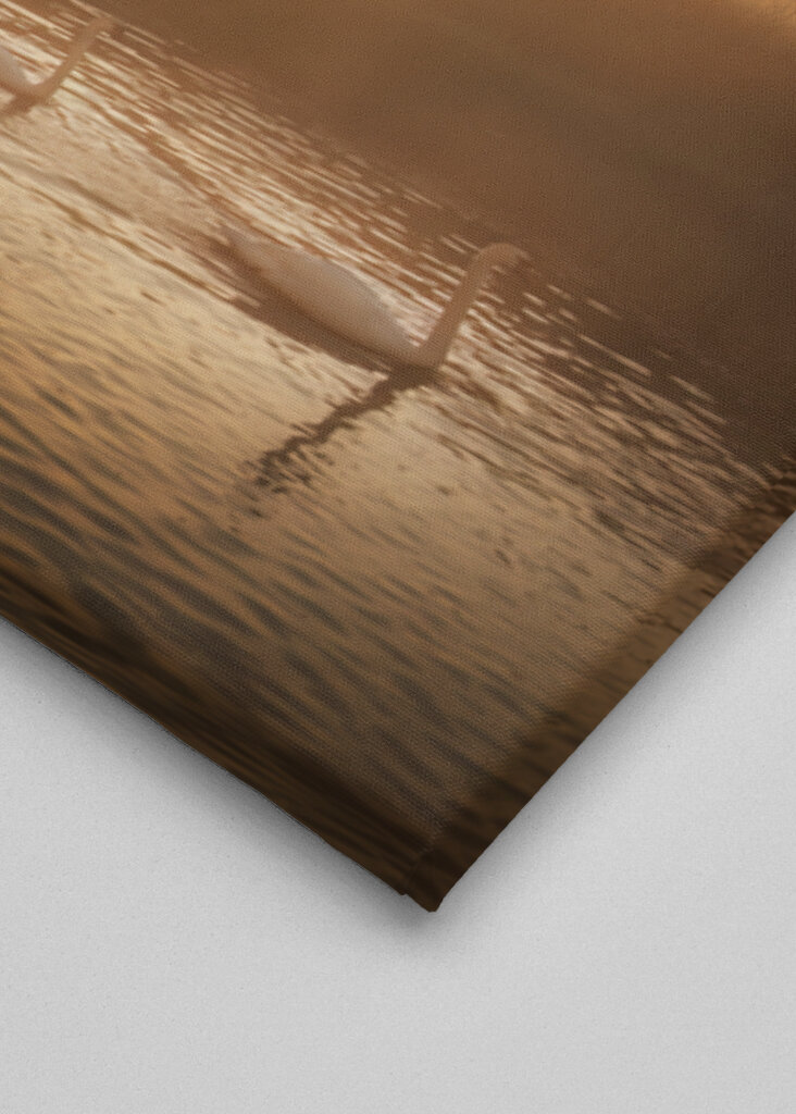 The swan family at sunrise