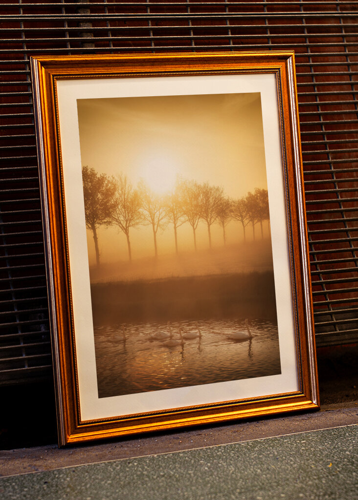 The swan family at sunrise