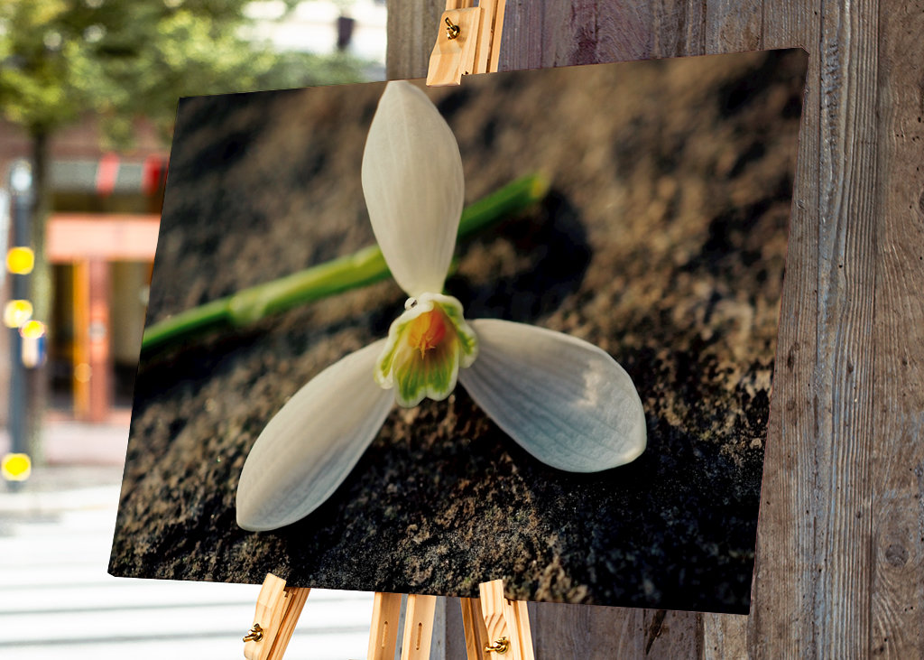 Ruhendes Schneeglöckchen