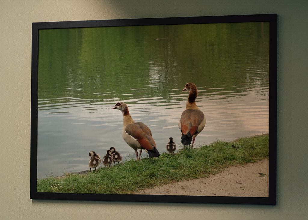 Leuke Egyptische Gansfamilie!