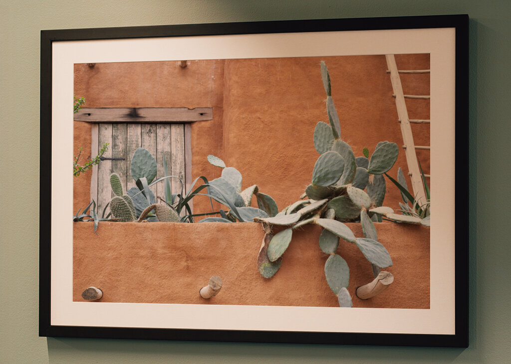 Cactus de techo mexicano