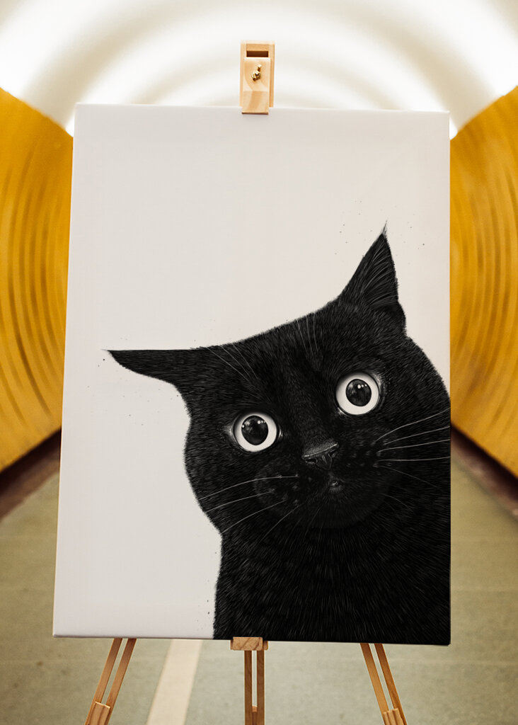 Funny peeping black cat