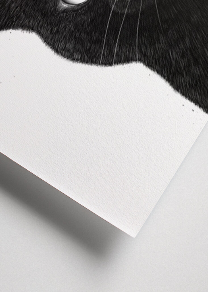 Funny peeping black cat