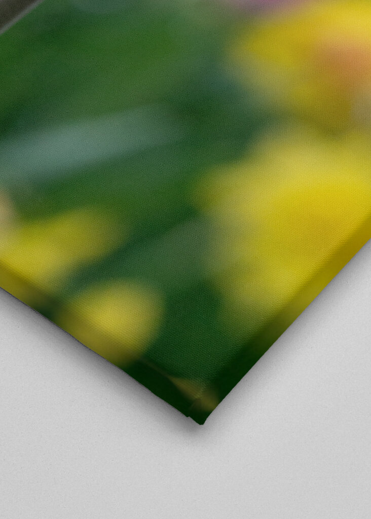 Colorful spring tulip