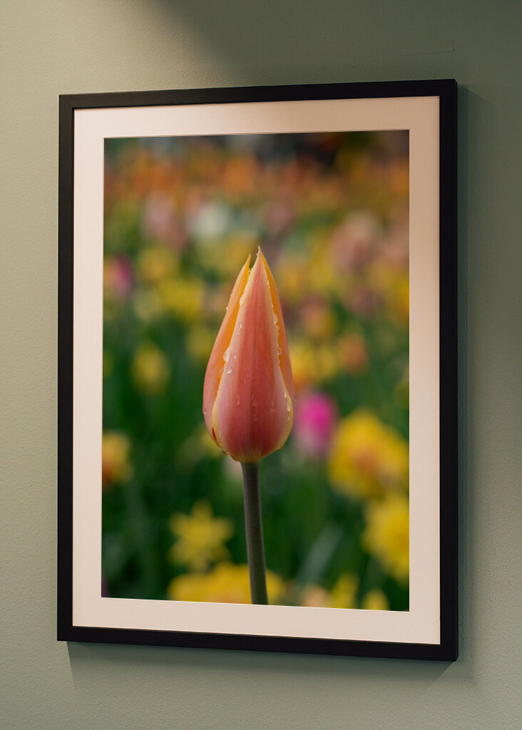 Colorful spring tulip