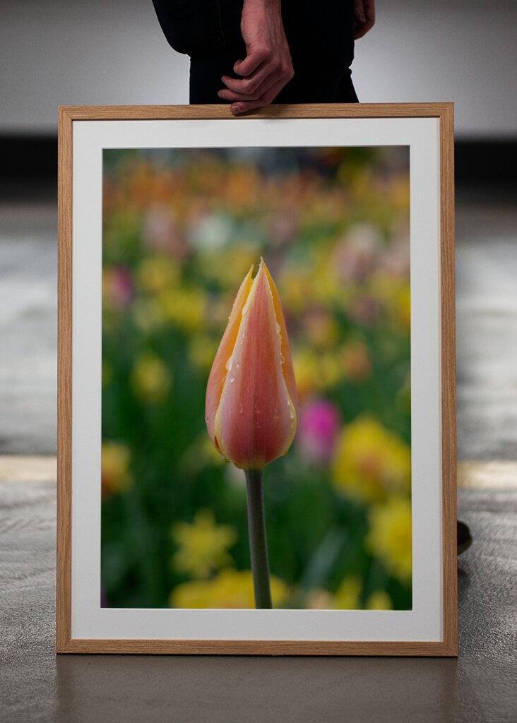 Colorful spring tulip