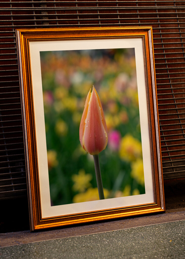 Colorful spring tulip