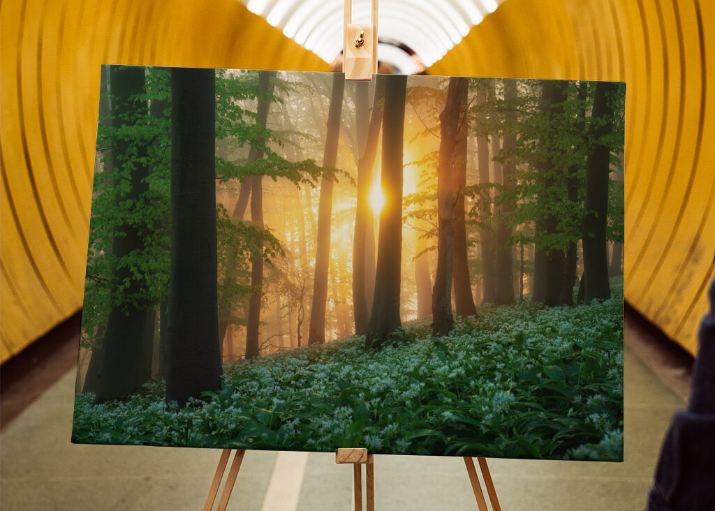 Alba nel bosco dell'aglio