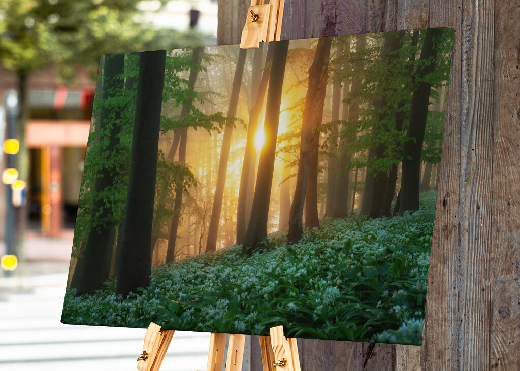 Alba nel bosco dell'aglio