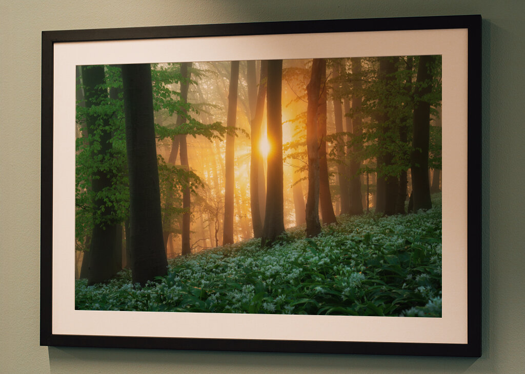 Alba nel bosco dell'aglio