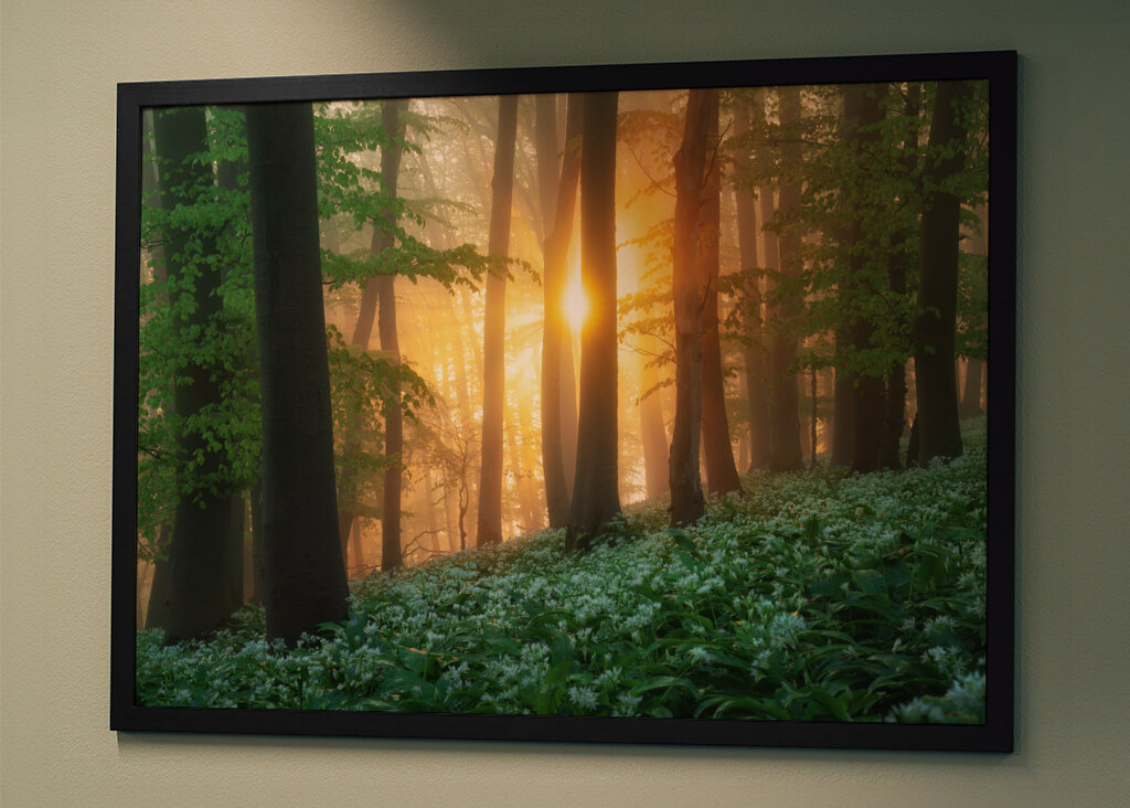 Alba nel bosco dell'aglio