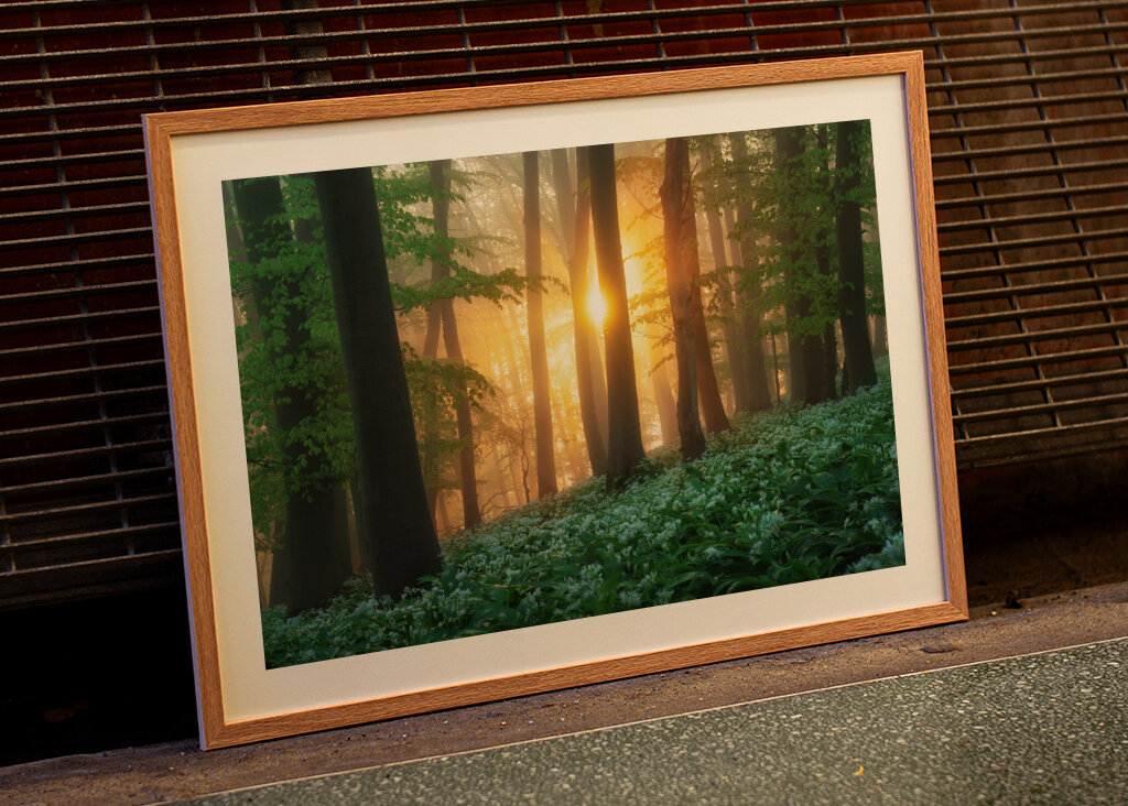 Alba nel bosco dell'aglio