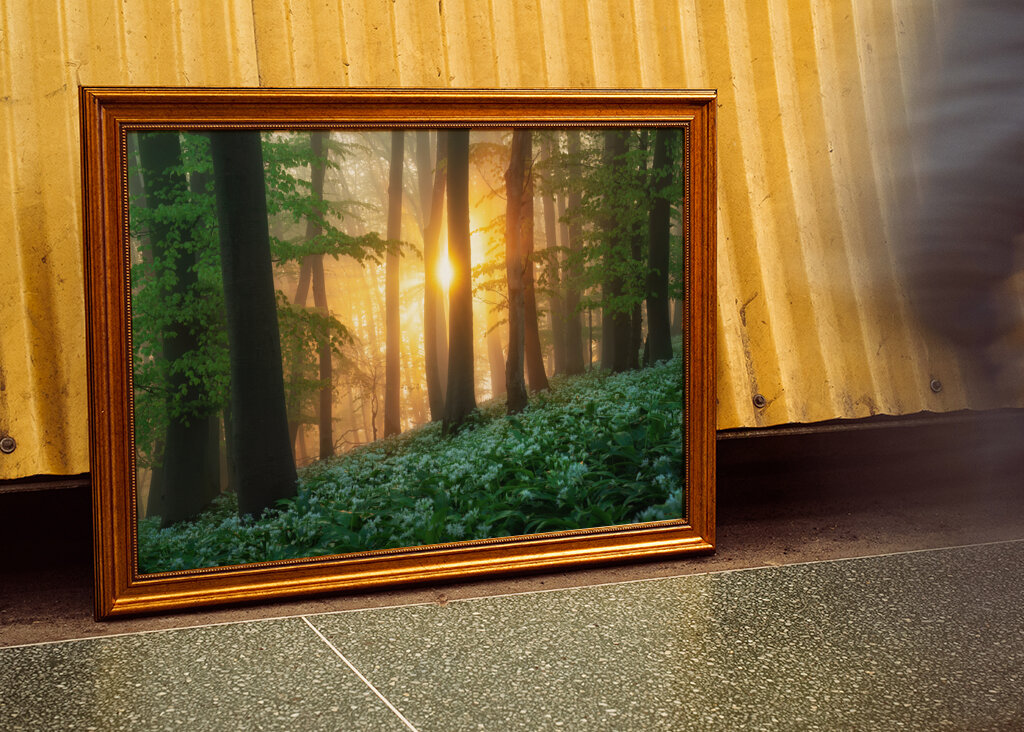 Alba nel bosco dell'aglio