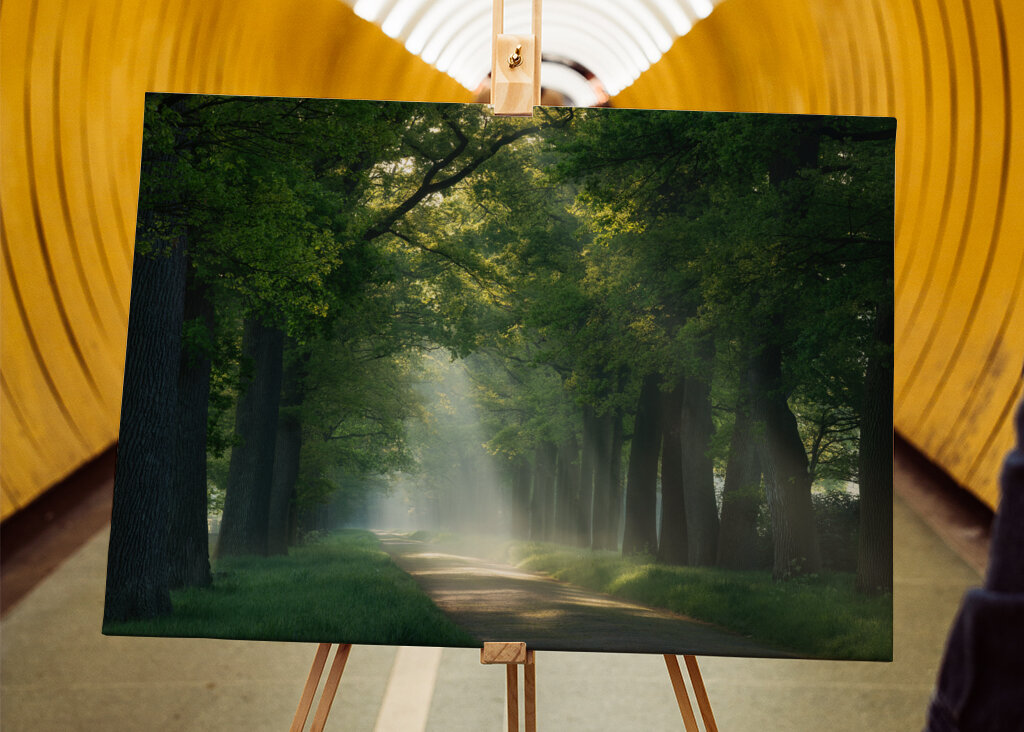 Lesní cesta se slunečními paprsky