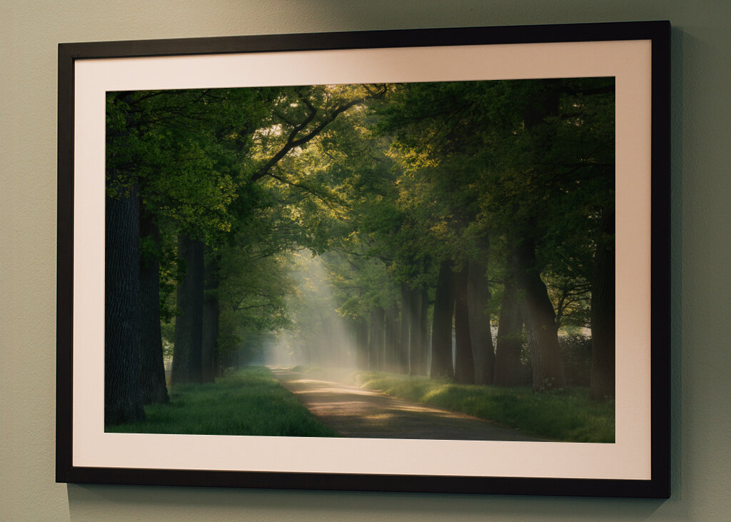 Lesní cesta se slunečními paprsky