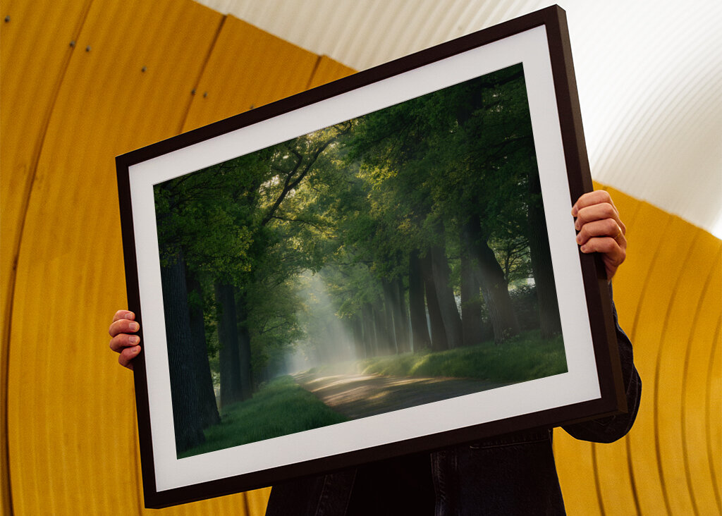 Lesní cesta se slunečními paprsky