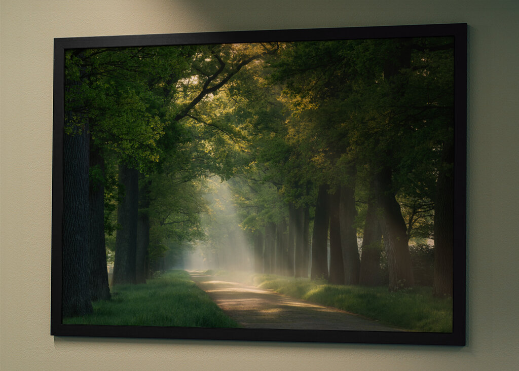 Lesní cesta se slunečními paprsky