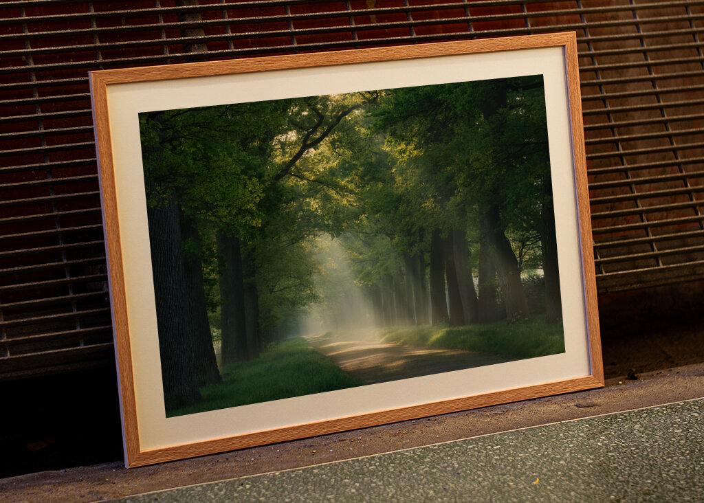 Lesní cesta se slunečními paprsky