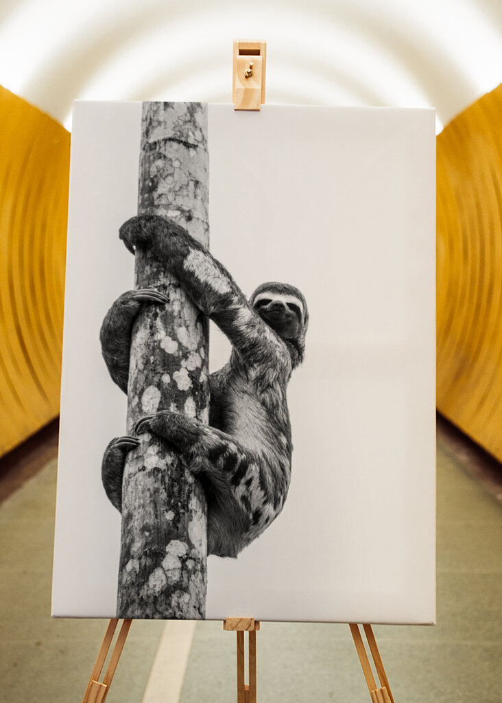 Sloth Black and White