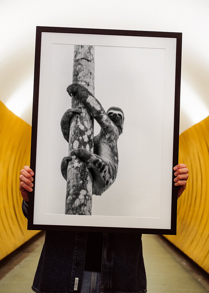 Sloth Black and White