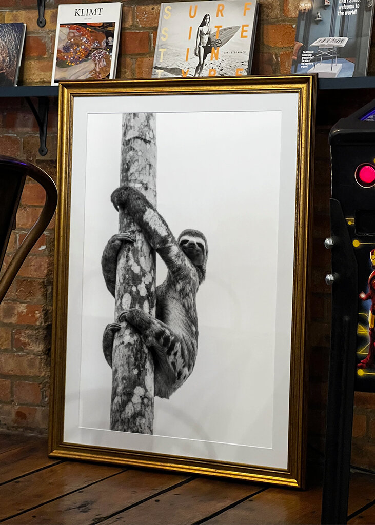 Sloth Black and White