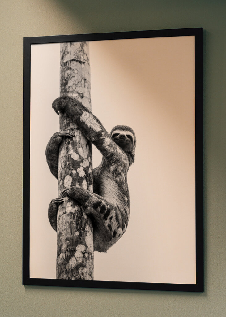 Sloth Black and White