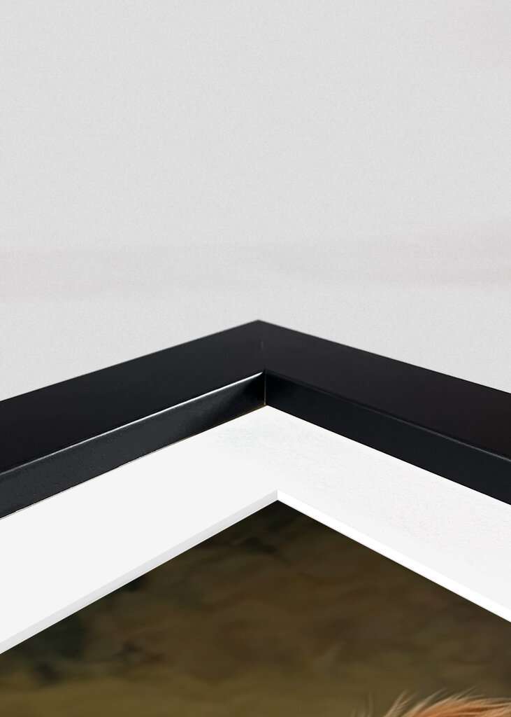 Highland Cow Gentleman