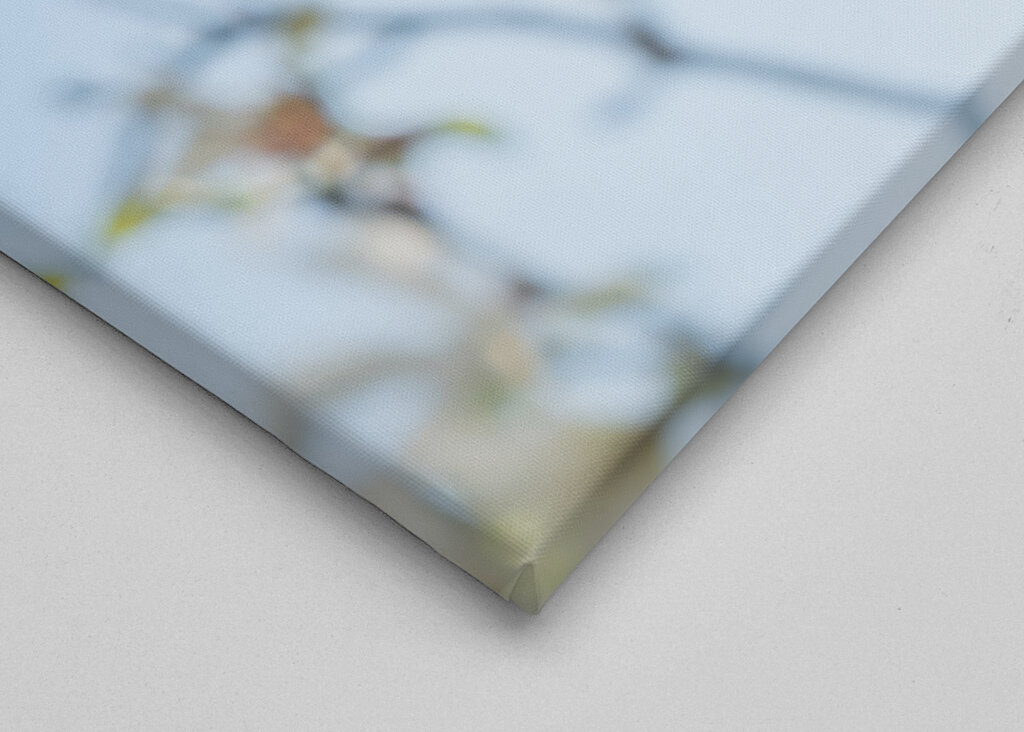 Japonská magnólia - jarný kvet