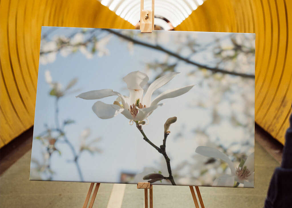 Japonská magnólia - jarný kvet