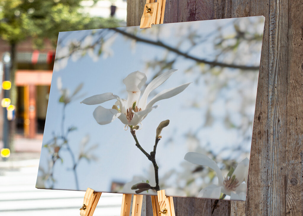 Japonská magnólia - jarný kvet