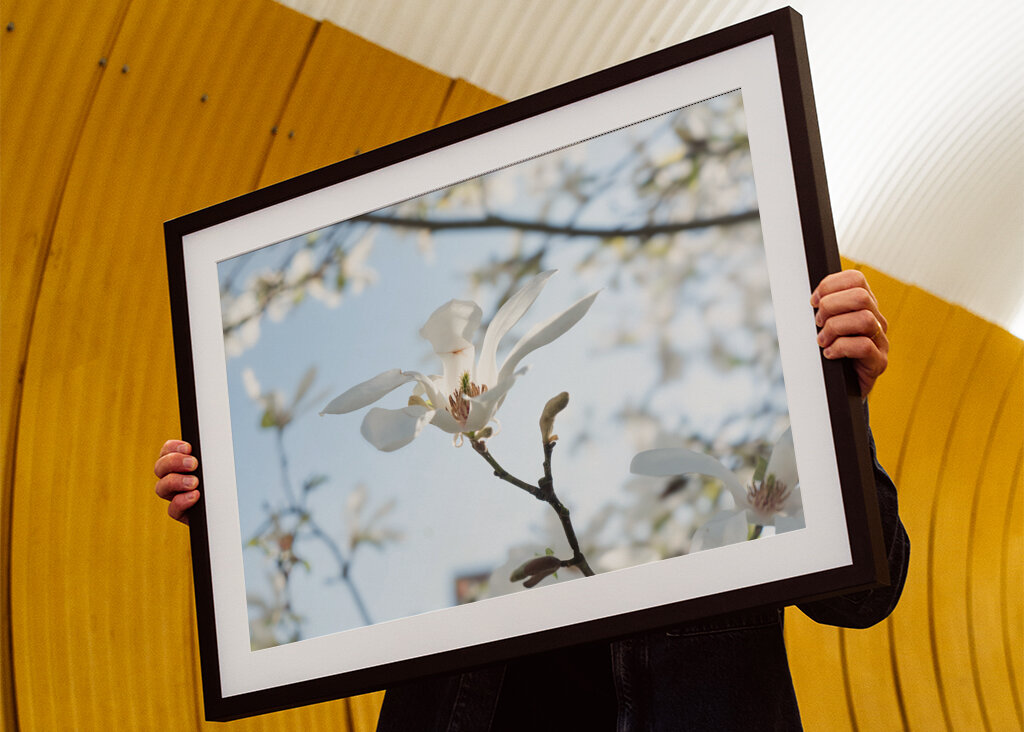 Japonská magnólia - jarný kvet