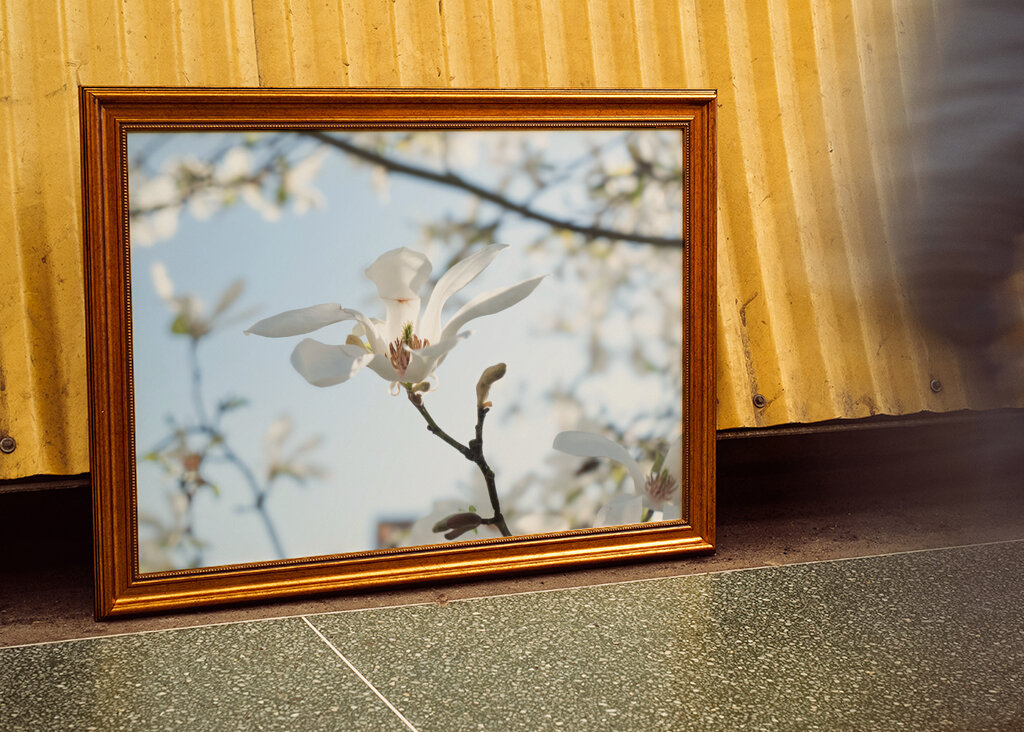 Japonská magnólia - jarný kvet