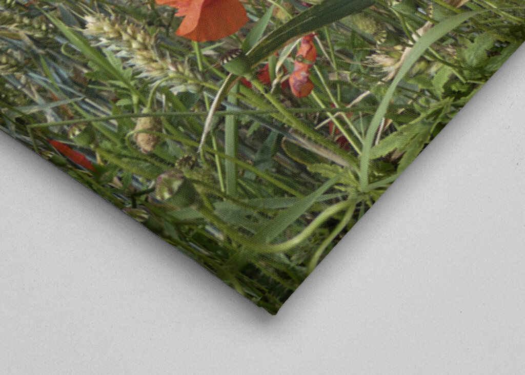 Papavero in un campo di grano