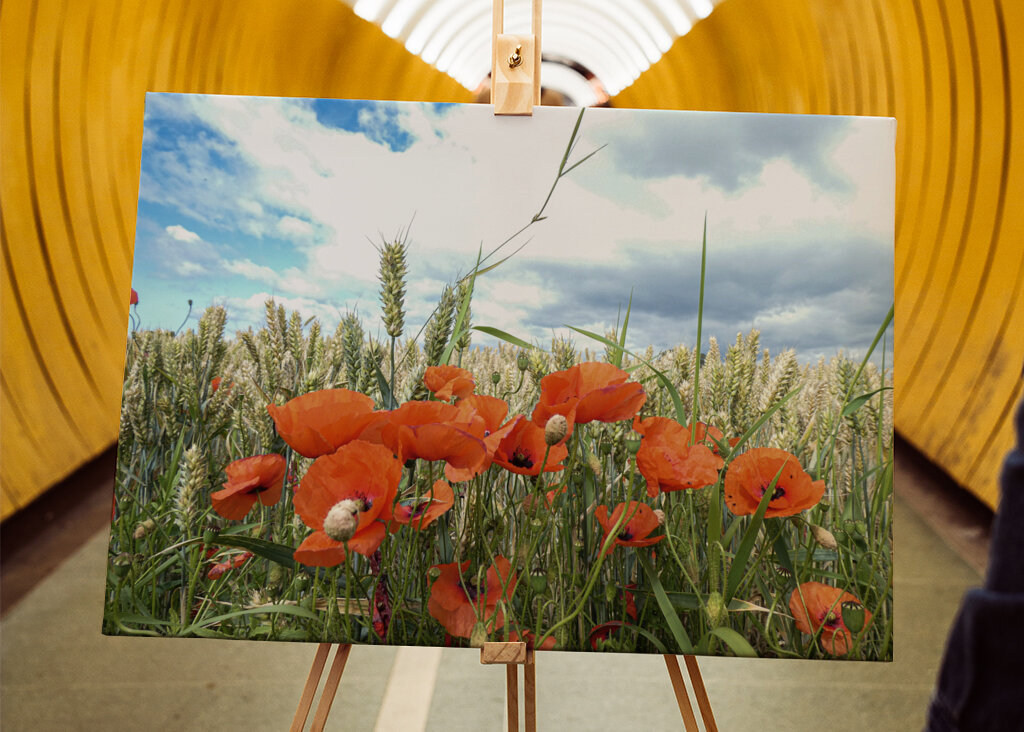 Papavero in un campo di grano
