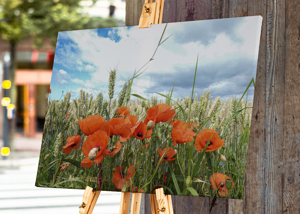Papavero in un campo di grano