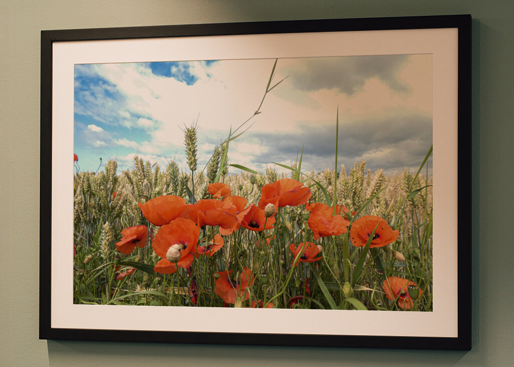Papavero in un campo di grano