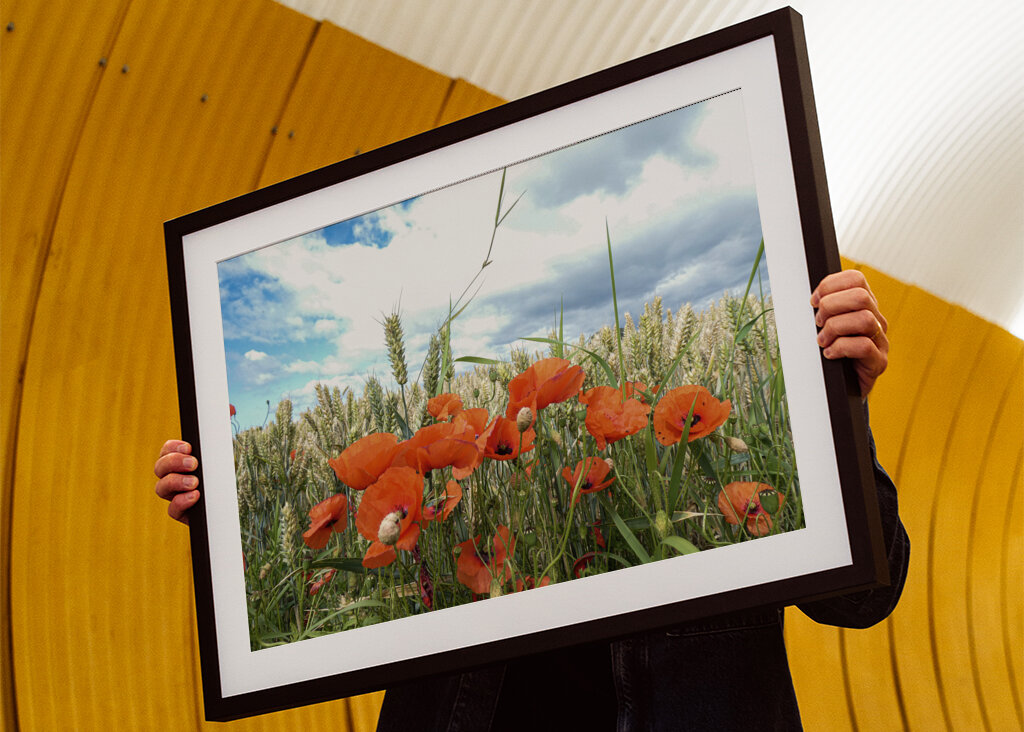 Papavero in un campo di grano