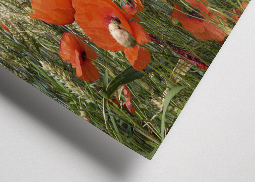 Papavero in un campo di grano