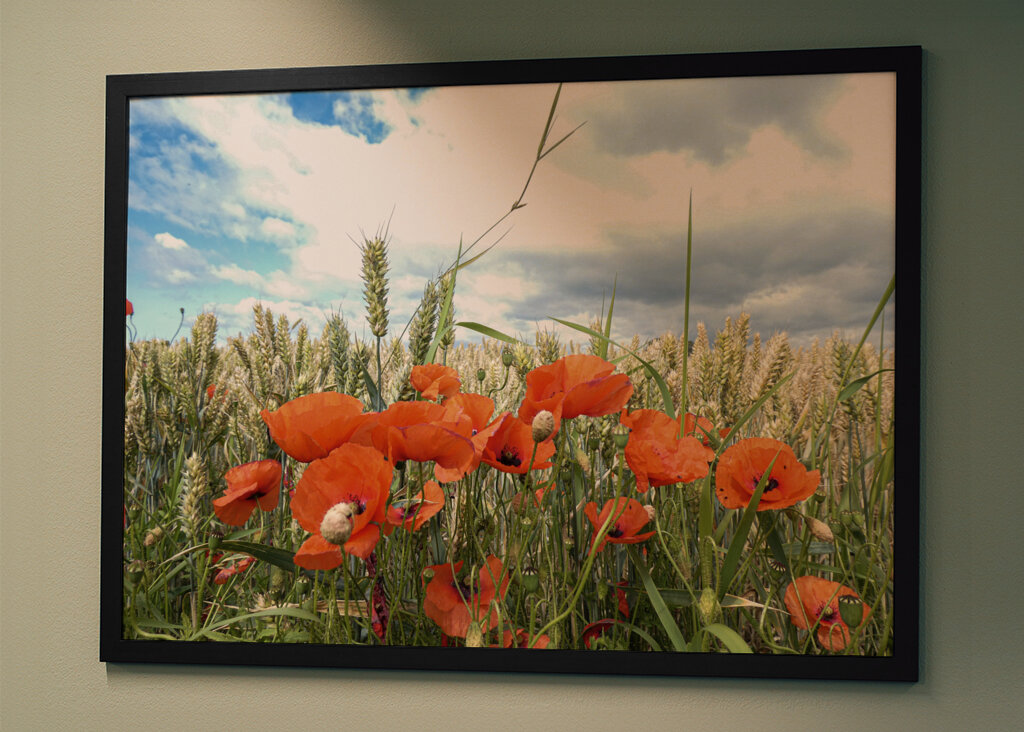 Papavero in un campo di grano