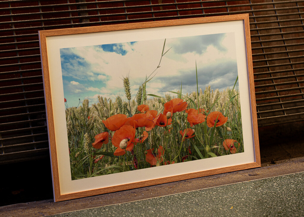 Papavero in un campo di grano