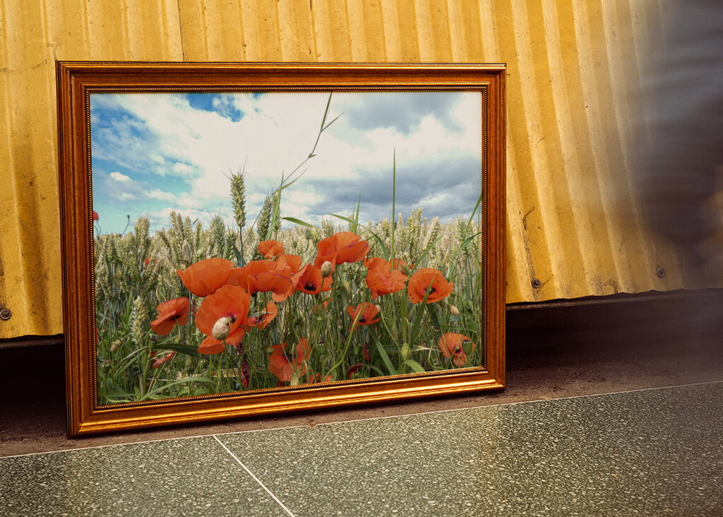 Papavero in un campo di grano