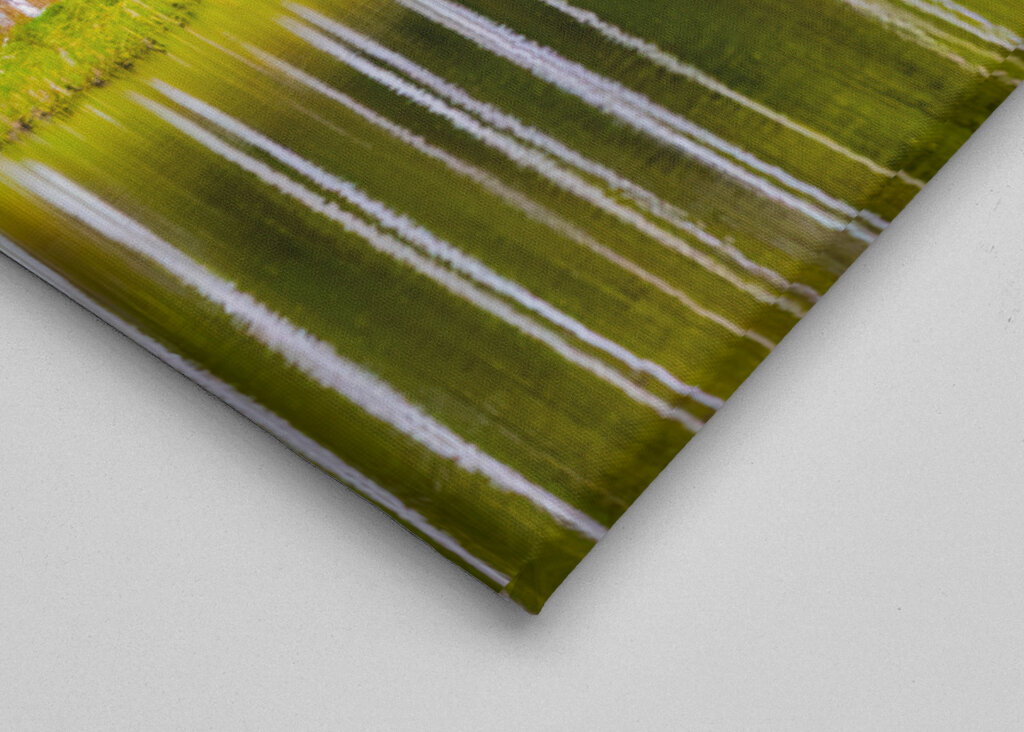 Birches self-reflecting 