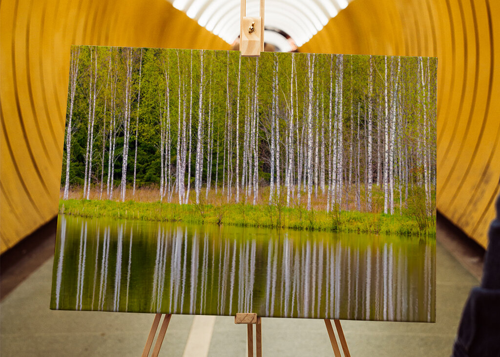 Birches self-reflecting 