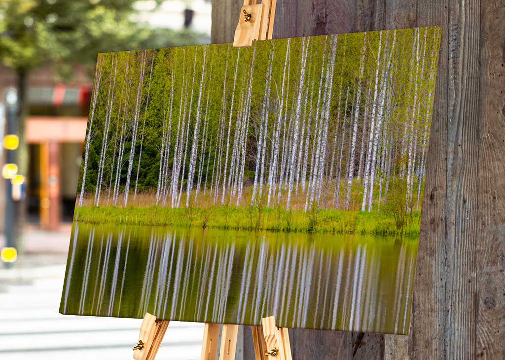 Birches self-reflecting 